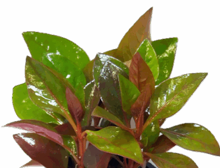 Five Bunched Plants Water Rose Red Plant Altermanthera Bettzickiana 'Red'