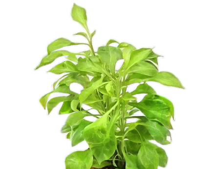 Five Bunched Plants Water Rose Green Plant Altermanthera Bettzickiana 'Green'