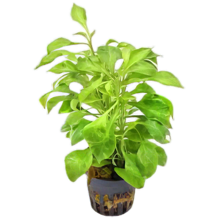 Five Potted Plants Water Rose Green Plant Altermanthera Bettzickiana 'Green'