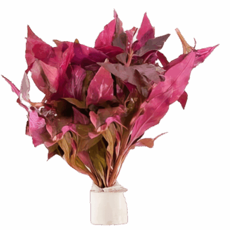 Five Bunched Plants Cardinal Plant Altermanthera Splendida Telanthera Cardinalis