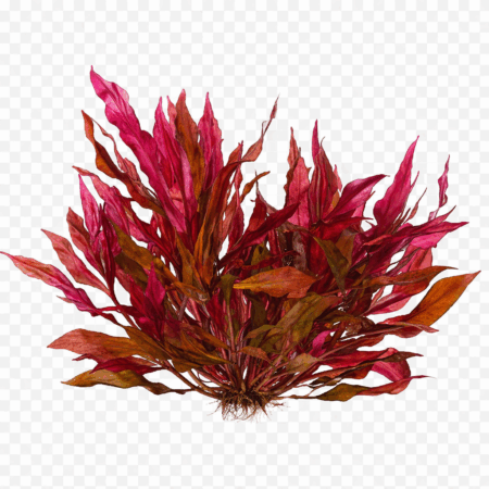 Five Bunched Plants Mini Red Temple Plant Alternanthera Reinickii