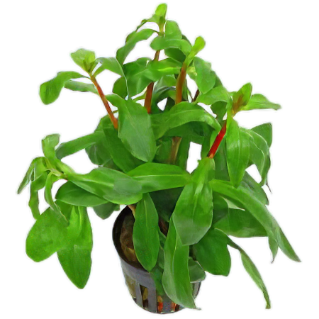 Five Potted Plants Big Ammania Plant Ammania Senegalensis