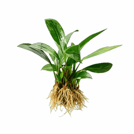 Five Bunched Plants Congensis Anubias Plant Anubias Afzelii