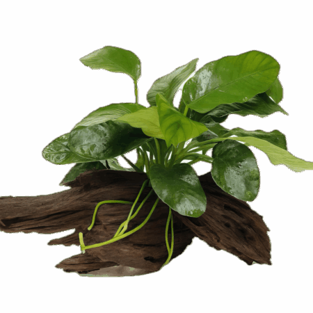 Anubias Barteri Plant on Driftwood 5cm
