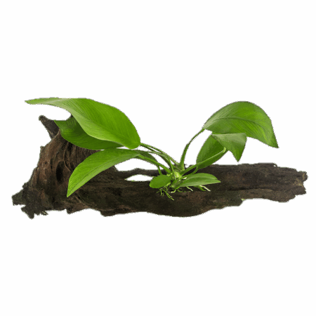 Anubias Congensis Plant on Driftwood 10cm