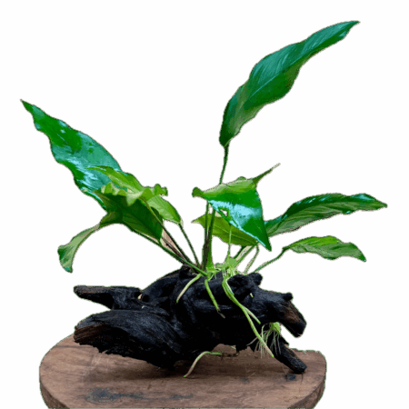 Anubias Lanceolata Plant on Driftwood 5cm