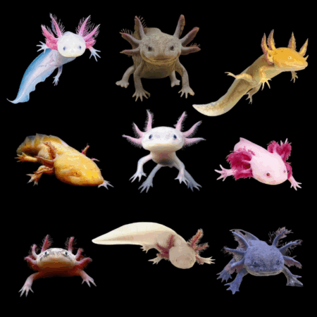 Assorted Axolotl Ambystoma Mexicanum