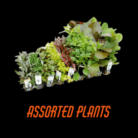 Assorted Plants