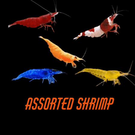 Assorted Shrimp