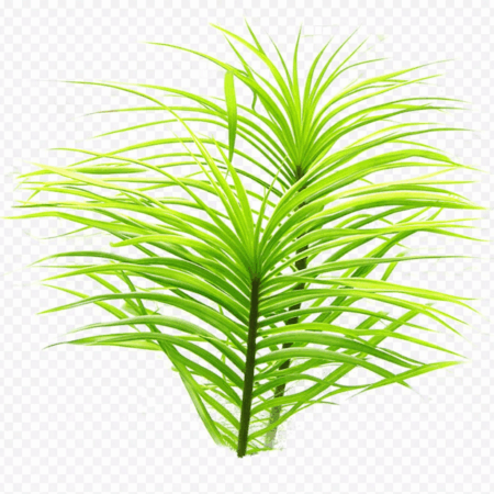 Five Portions of Plants Azurea Ancoured Water Hyacinth Plant Eichhornia Crassipes