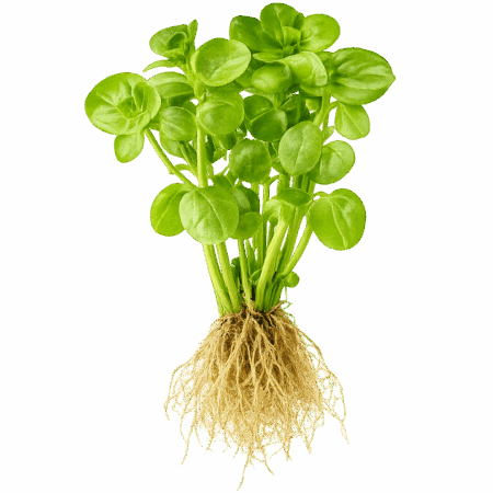 Five Potted Plants Hairy Bacopa Plant Bacopa Lanigera