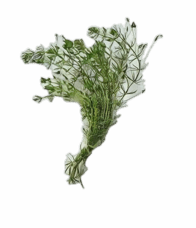 Five Bunched Plants Brazilian Bacopa Plant Bacopa Myriophylloides