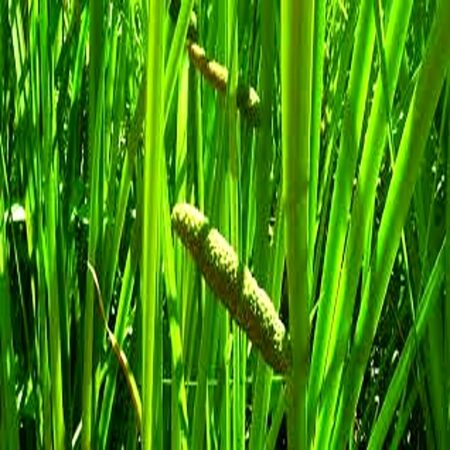 Five Bunched Plants Bamboo Plant Calamus