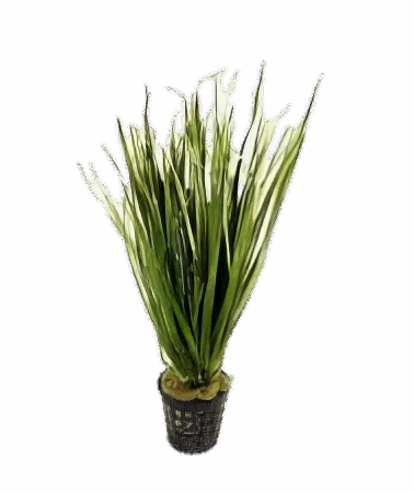 Five Potted Plants Bamboo Plant Blyxa Aubertii