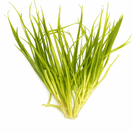 Five Potted Plants Japanese Rush Asian Grass Plant Blyxa Japonica