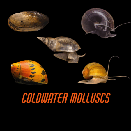 Coldwater Molluscs