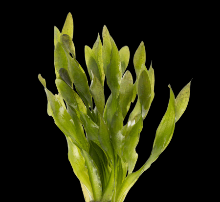 Five Bunched Plants Twisted Corkscrew Vallis Plant Vallisneria Corkscrew