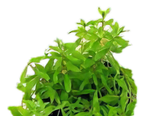 Five Bunched Plants Water Hedge Plant Didiplis Diandra