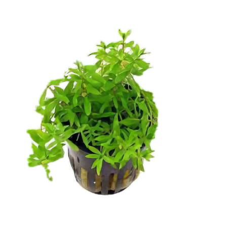 Five Potted Plants Water Hedge Plant Didiplis Diandra