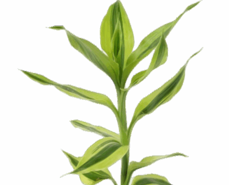 Five Bunched Plants Yellow Variegated Dracena Dracaena Variegatus