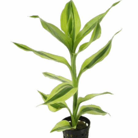 Five Potted Plants Yellow Variegated Dracena Dracaena Variegatus