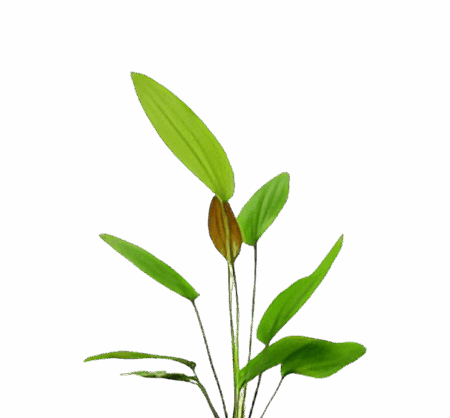 Five Bunched Plants Rose Sword Plant Echinodorus Sp