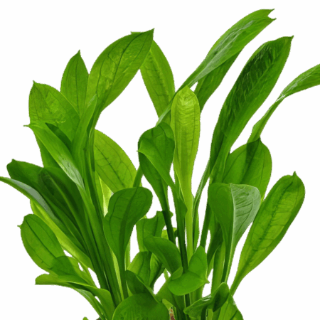 Five Bunched Plants Tropica Sword Plant Echinodorus Tropica