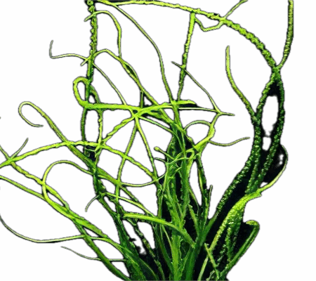 Five Bunched Plants African Onion Plant Crinum Calamistratum