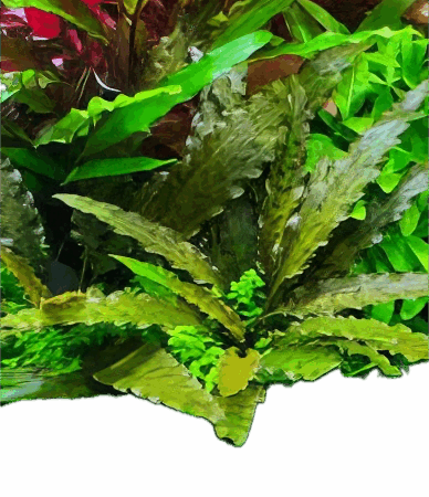 Five Bunched Plants Albida Cryp Plant Cryptocoryne Albida