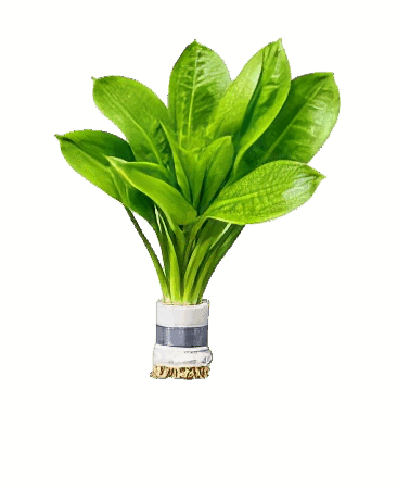 Five Bunched Plants Black Amazon Sword Plant Echinodorus Parviflorus