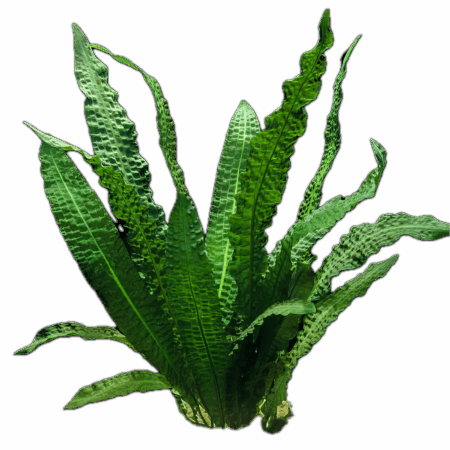 Five Bunched Plants Boivinianus Plant Aponogeton Boivinianus