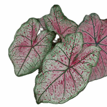 Five Bunched Plants Caladium Bleeding Heart Plant Caladium