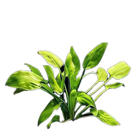 Five Bunched Plants Ciliata Cryp Plant Cryptocoryne Ciliata