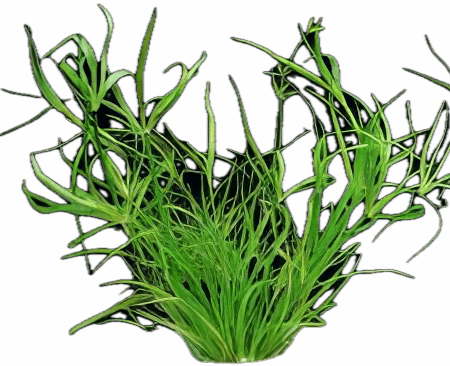 Five Bunched Plants Creeping Rush Plant Juncus Repens