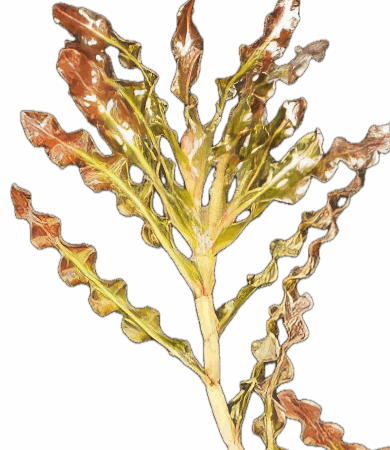 Five Bunched Plants Curly Leaf Pondweed Plant Potamageton Crispus