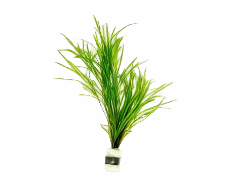 Five Bunched Plants Gayi Pondweed Plant Potamageton Gayi