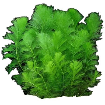 Five Bunched Plants Giant Ambulia Plant Limnophila Gigantea