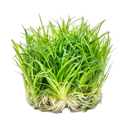 Five Bunched Plants Grass Rosette Plant Eriocaulon Goias