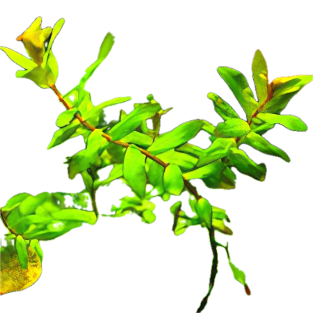 Five Bunched Plants Green Macranda Rotala Plant Rotala Macranda