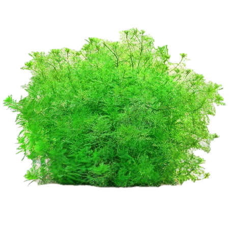 Five Bunched Plants Green Mygriob Plant Mygriophyllum Matogrossense