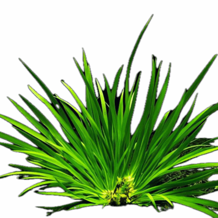 Five Bunched Plants Green Slender Sweet Flag Plant Acorus Pusillus