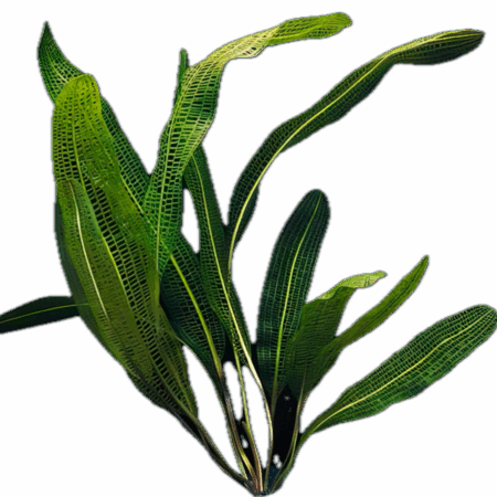 Five Bunched Plants Henkels Lace Plant Aponogeton Henkelianus