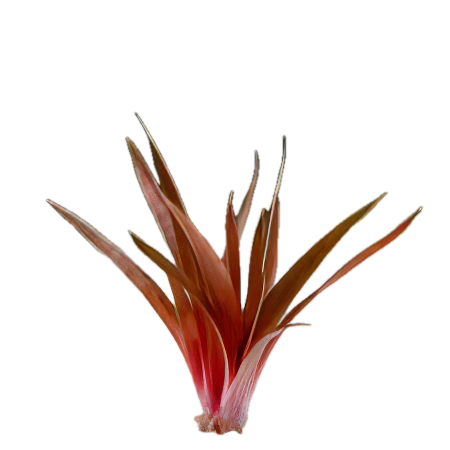 Five Bunched Plants King Crimson Pipewort Plant Eriocaulon Quinquangulare