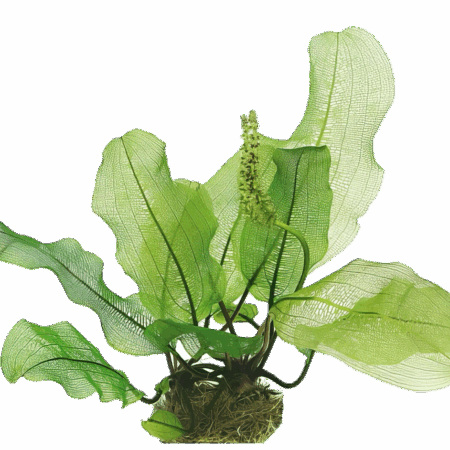 Five Bunched Plants Madagascar Lace Plant Aponogeton Madagascarensis