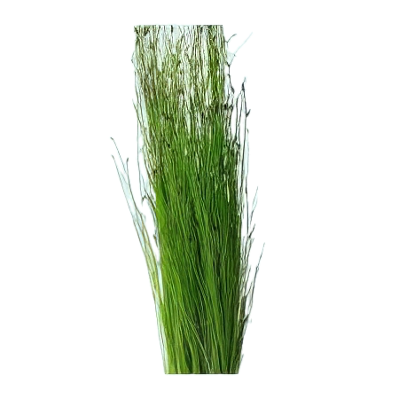 Five Bunched Plants Long Hairgrass Plant Eleocharis Vivpara