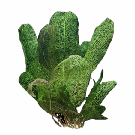 Five Bunched Plants Lace Plant Broad Leaf Plant Aponogeton Madagascarensis