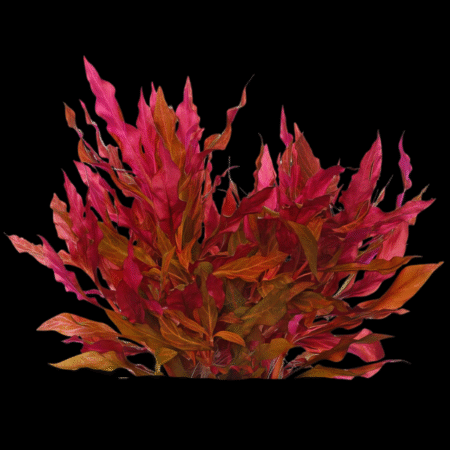 Five Bunched Plants Magenta Water Hedge Plant Alternanthera Reineckii