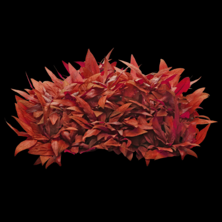 Five Bunched Plants Red Temple Rot Plant Alternanthera Reineckii