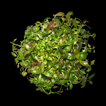 Five Bunched Plants Mni Red Ludwigia Plant Ludwigia 'mini red'