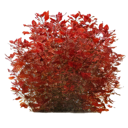 Five Bunched Plants Mni Red Ludwigia Plant Ludwigia 'mini red'